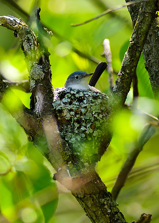Blue Gray Gnatcatcher, Big Darby Headwaters, Union County Ohio