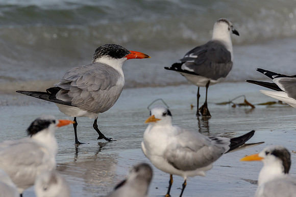 Caspian Tern