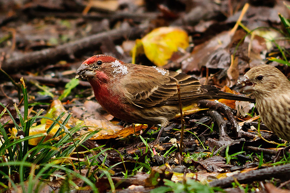 House Finch