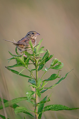 Henslow's Sparrow