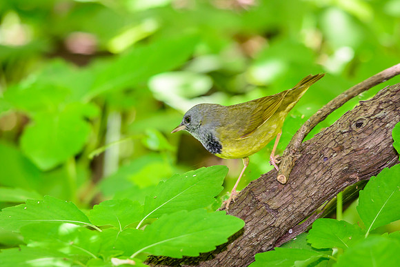 Mourning Warbler; Magee Marsh, Lake Erie OH