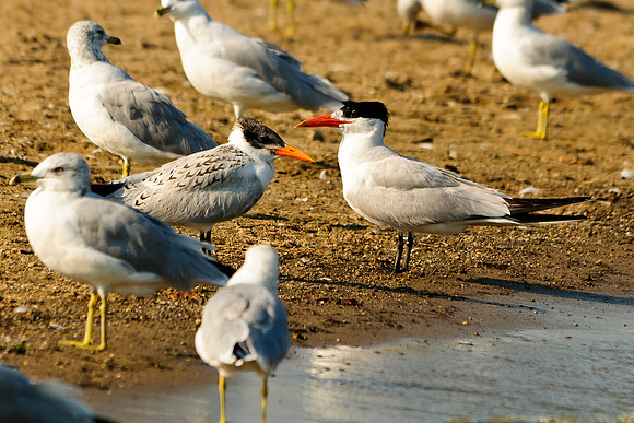 Caspian Terns Adult and Juvi; Indian Lake Old Field Beach.