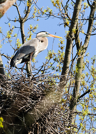 Great Blue Heron; Big Island Wildlife Area, Marion OH