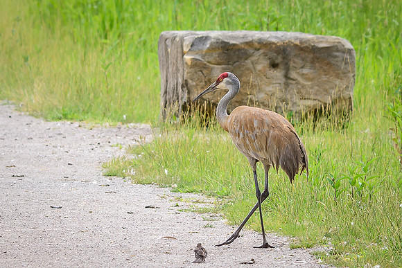 Male Sandhill Crane
