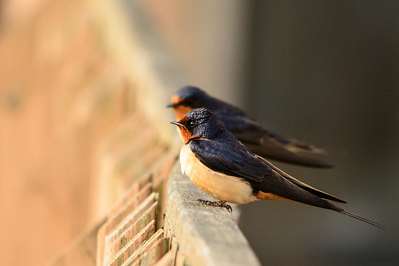 Barn Swallow