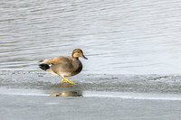 Gadwall