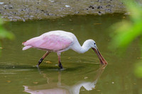 Roseate Spoonbill