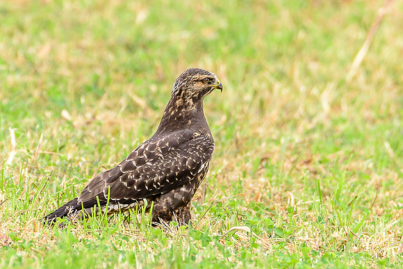 Swainson's Hawk
