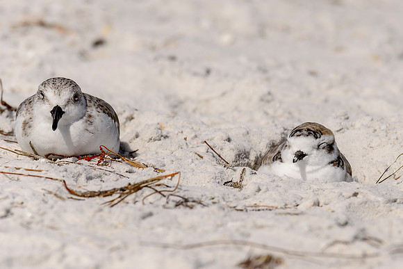 Snowy Plover
