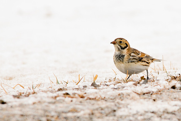 Lapland Longspur