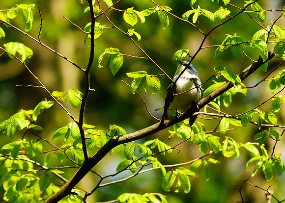 Cerulean Warbler;Lawrence Woods, Kenton OH