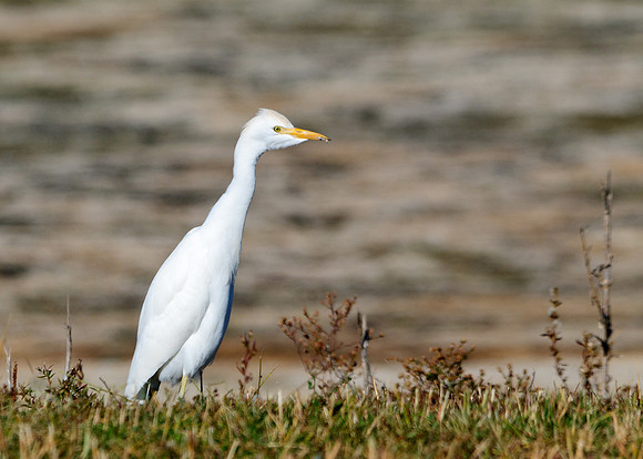 Cattle Egret