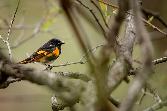 American Redstart; Magee Marsh, Lake Erie Ohio