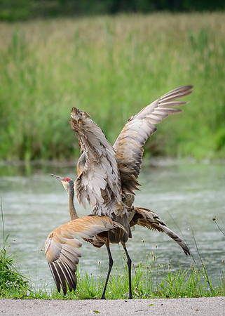 Sandhill Crane Pair