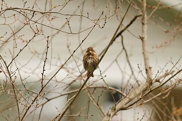 Female Purple Finch; Larue OH
