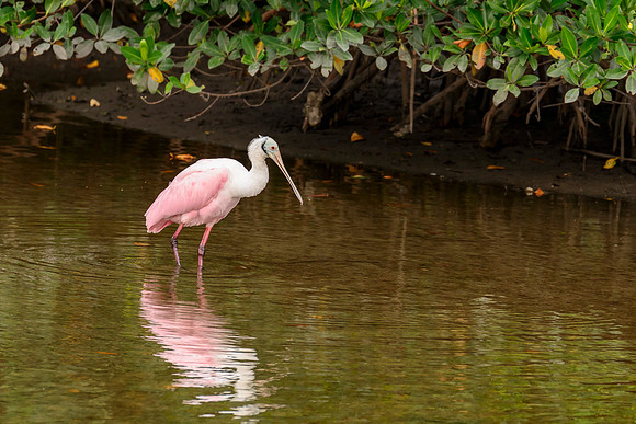 Roseate Spoonbill