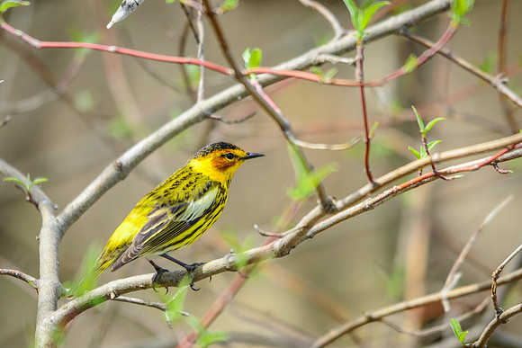 Cape May Warbler