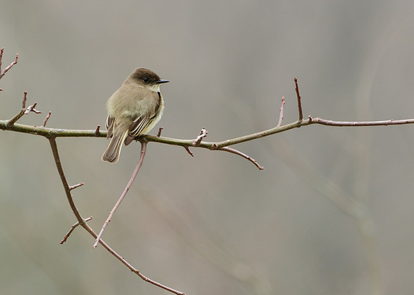 Eastern Wood Pewee;Killdeer plains WA, Harpster Ohio