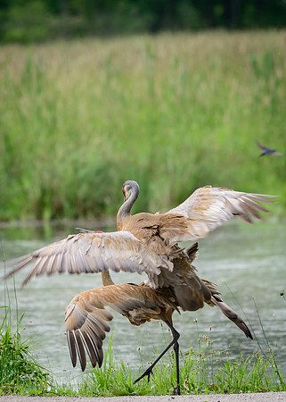 Sandhill Crane Pair