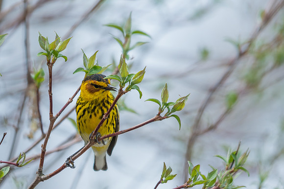 Cape May Warbler