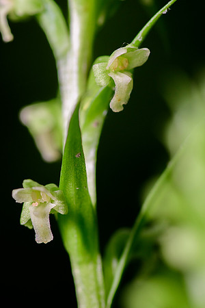 Northern Tubercled Orchid