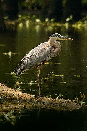 Great Blue Heron