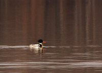 Red-Breasted Merganser