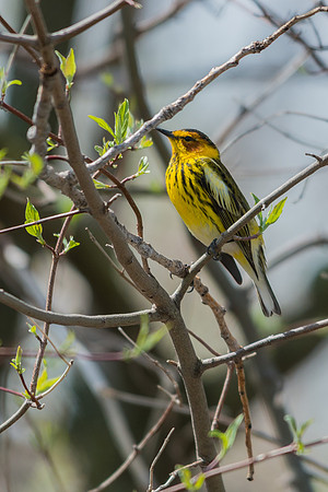 Cape May Warbler