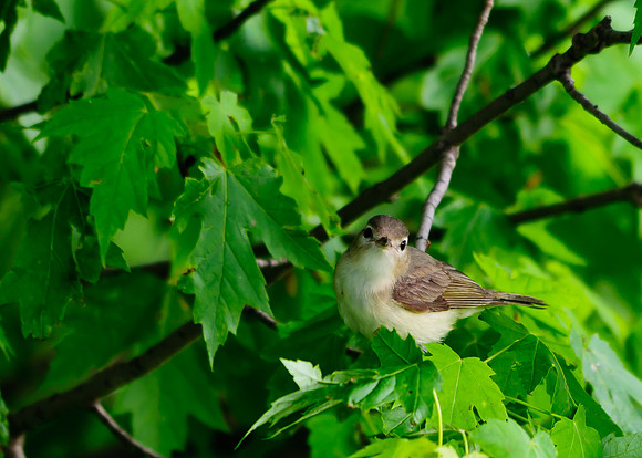 Warbling Vireo; Killdeer Plains WA, Harpster OH