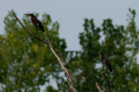 Green Heron