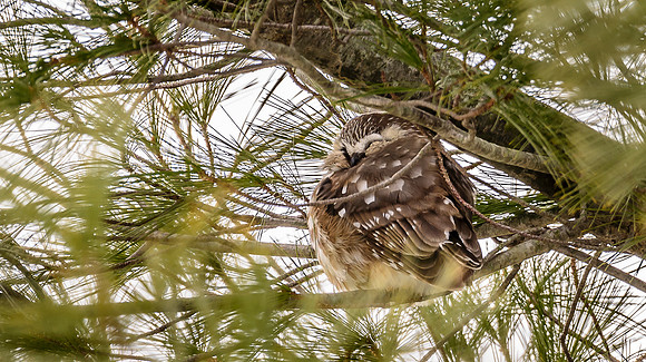 Northern Saw-whet Owl