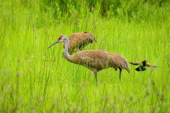 Male Sandhill Crane