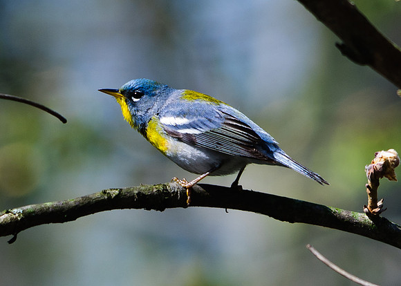 Northern Parula; Big Island Wildlife Area, Marion OH