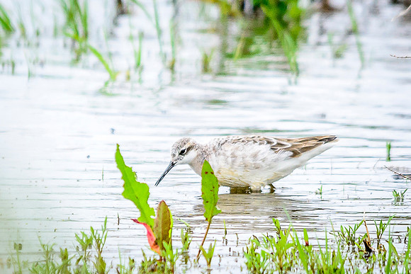 Wilson's Phalarope; Killdeer Plains WA