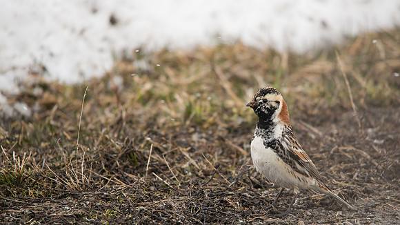 Lapland Longspur