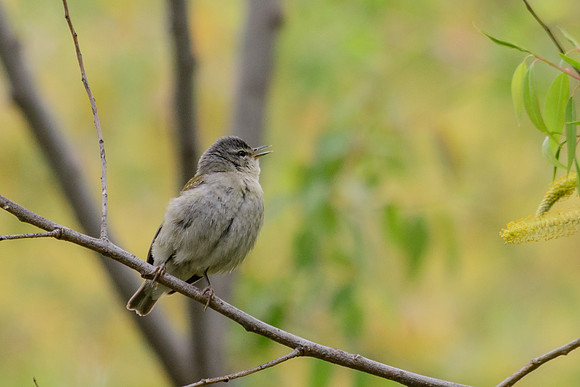 Tennessee Warbler