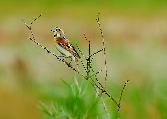 Dickcissel