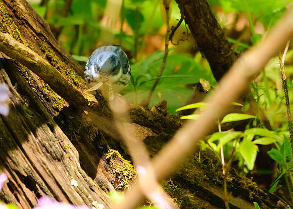 Cerulean Warbler;Lawrence Woods, Kenton OH