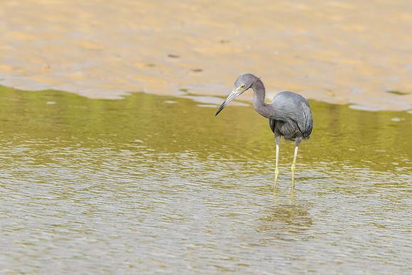 Little Blue Heron