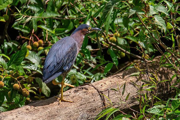 Green Heron