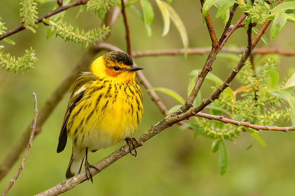 Cape May Warbler