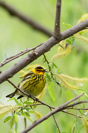 Cape May Warbler