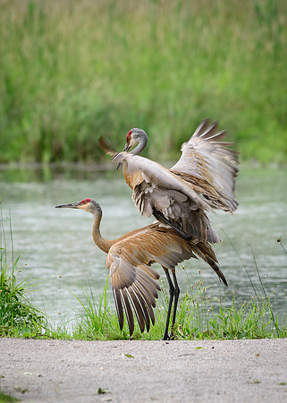 Sandhill Crane Pair