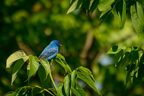 Indigo Bunting; Batelle Darby Metro Park, Columbus Ohio