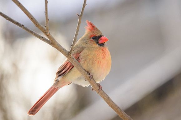 Northern Cardinal; Female
