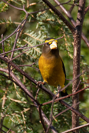 Evening Grosbeak