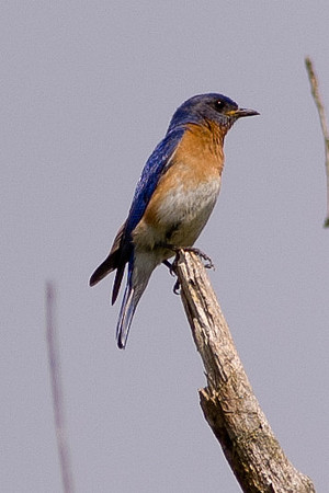 Blue Bird; Ohio