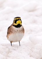 Horned Lark