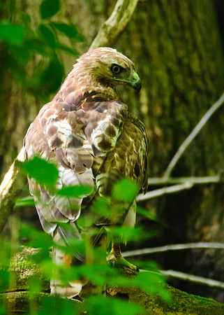 Red-tailed Hawk