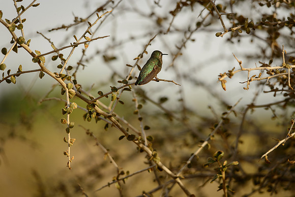 Costa's Hummingbird
